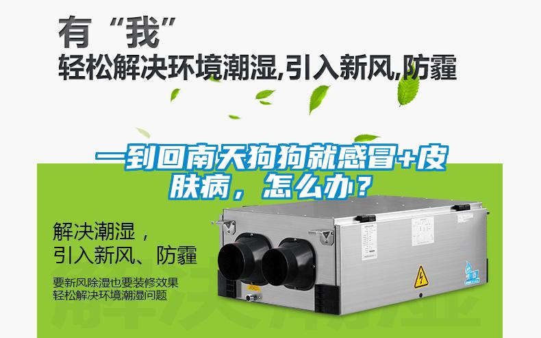 一到回南天狗狗就感冒+皮膚病，怎么辦？