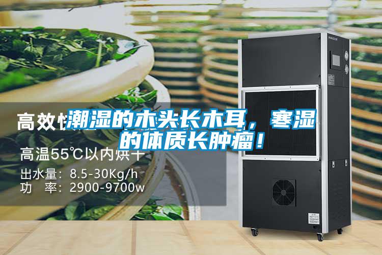 潮濕的木頭長木耳，寒濕的體質(zhì)長腫瘤！