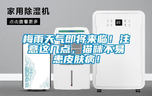 梅雨天氣即將來臨！注意這幾點，貓咪不易患皮膚病！