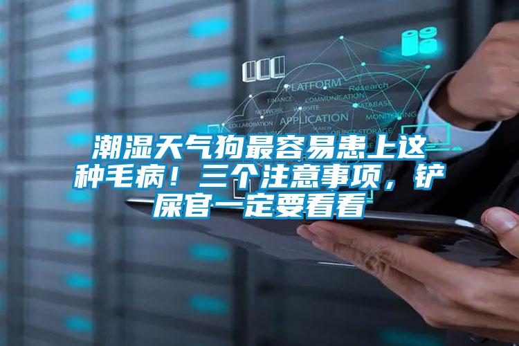 潮濕天氣狗最容易患上這種毛??！三個注意事項，鏟屎官一定要看看